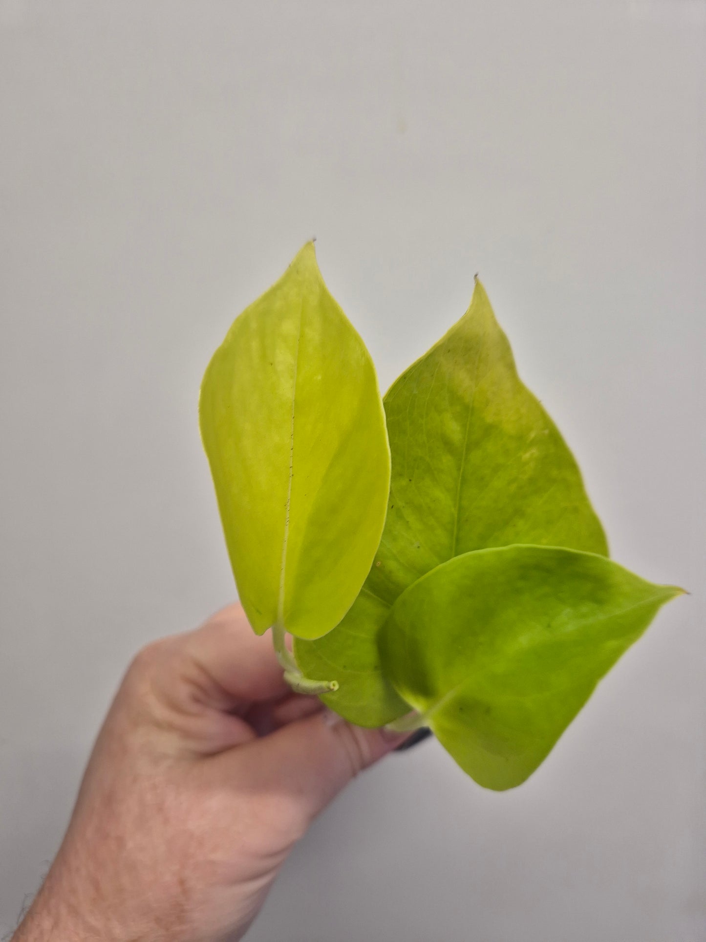 Epipremnum Aureum Neon Pothos 1x well rooted cutting 2-3 leaf cuttings