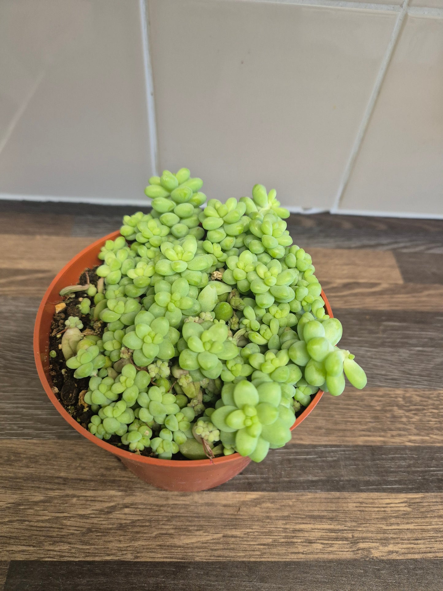 Burrows Tail Sedum morganianum Burrito Trailing Succulent | 12 cm pot