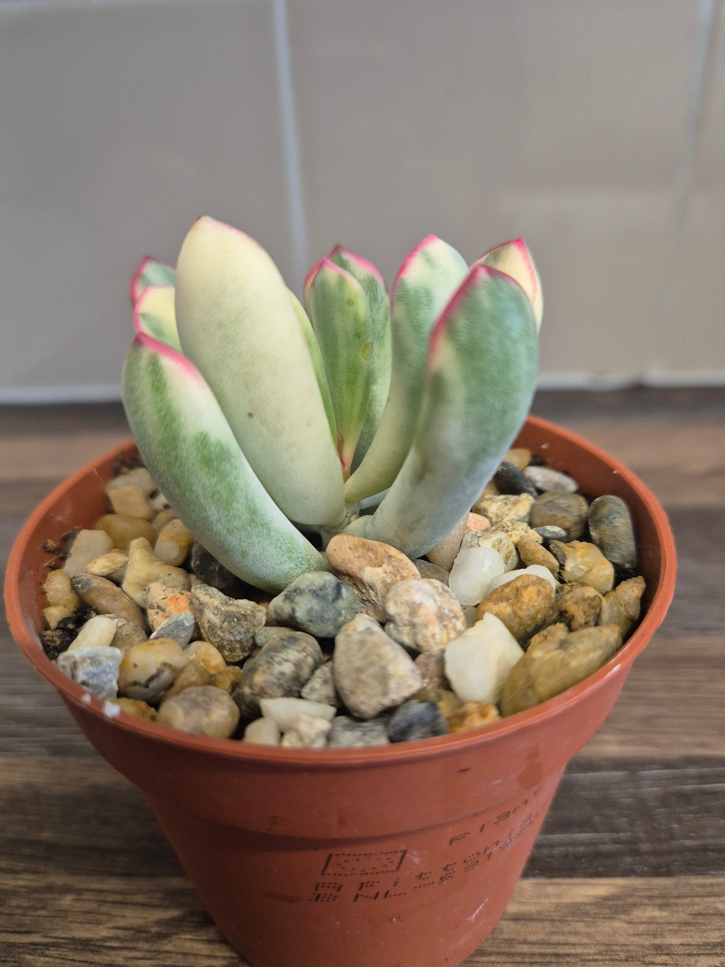 Cotyledon Orbiculata Variegated aka Cotyledon Flanaganii variegated 9cm Pot