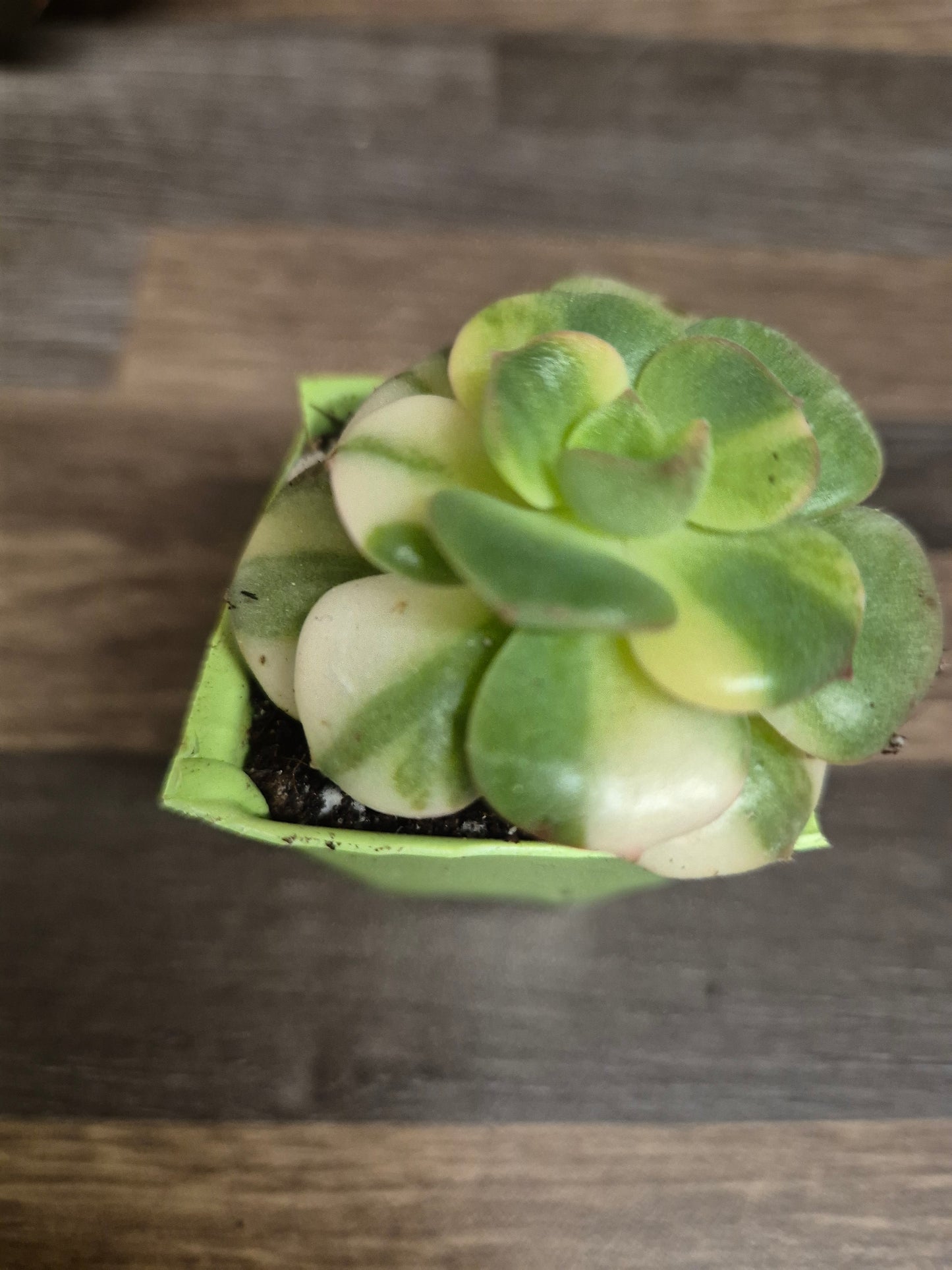 Echeveria Nicksana Variegated | Beautiful Collectors Succulent Rooted Plant
