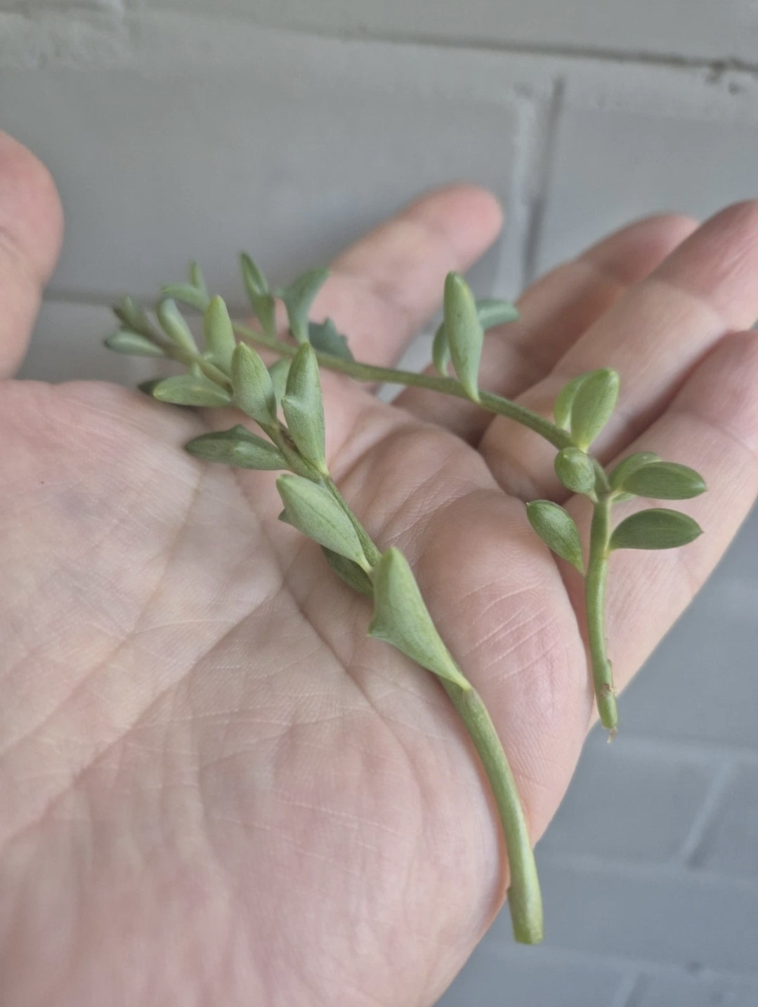 2 X Senecio Peregrinus string of Dolphins approx 5-7cm unrooted cuttings