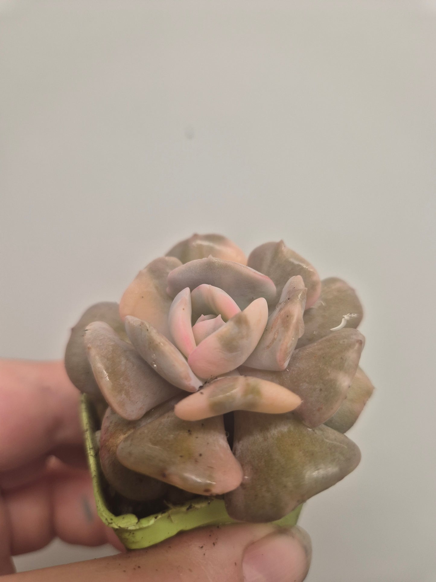 Echeveria Cubic Frost Variegated | Beautiful Collectors Succulent Rooted Plant