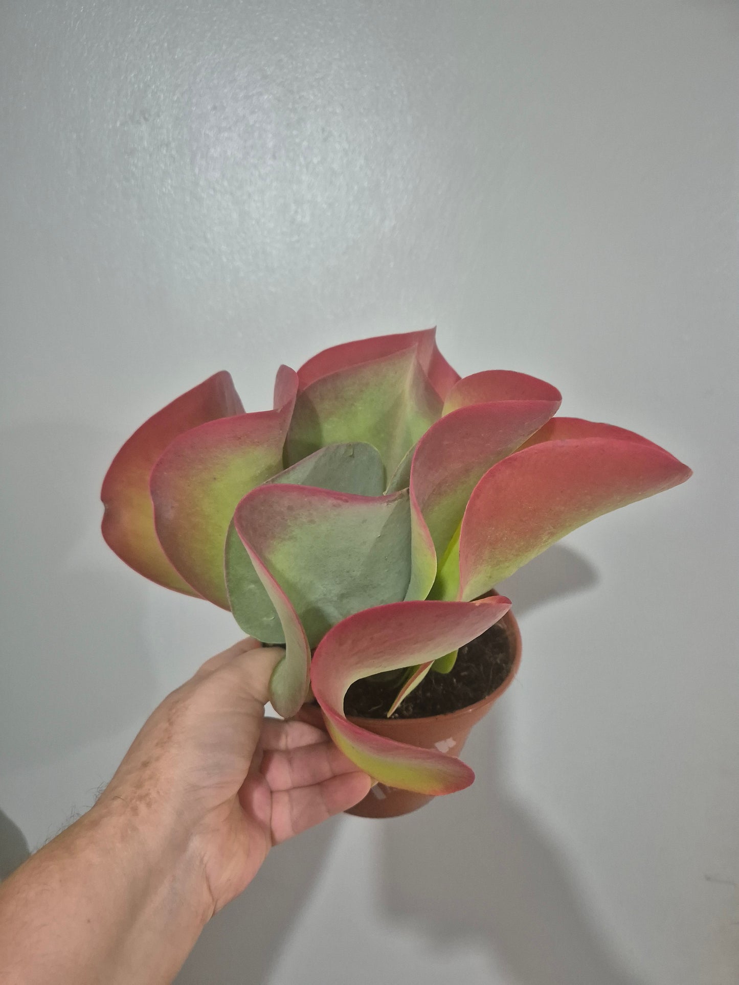 Kalanchoe thyrsiflora | Paddle Plant | Flapjack | 13cm pot | Large Plant