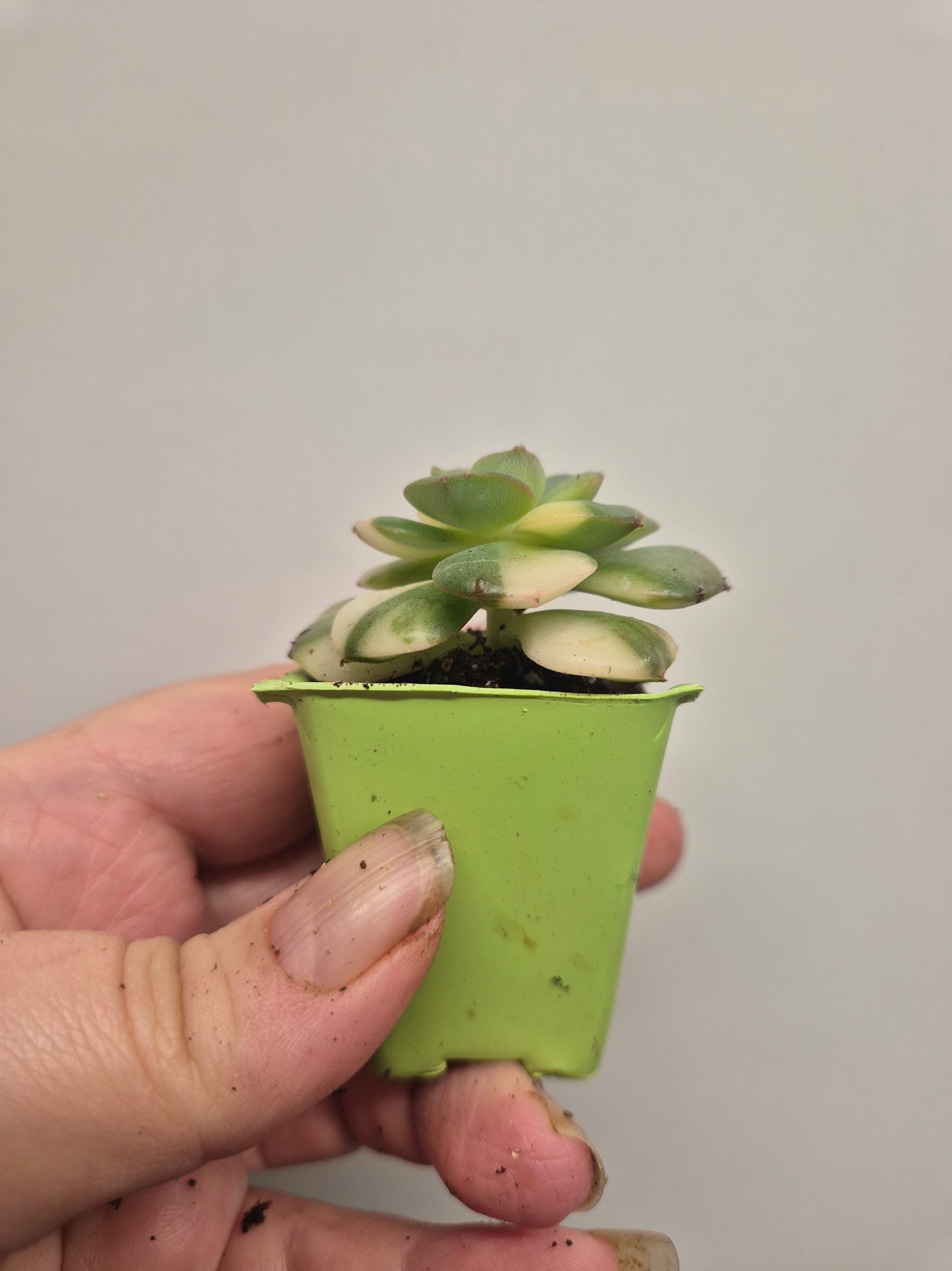 Echeveria Nicksana Variegated | Beautiful Collectors Succulent Rooted Plant