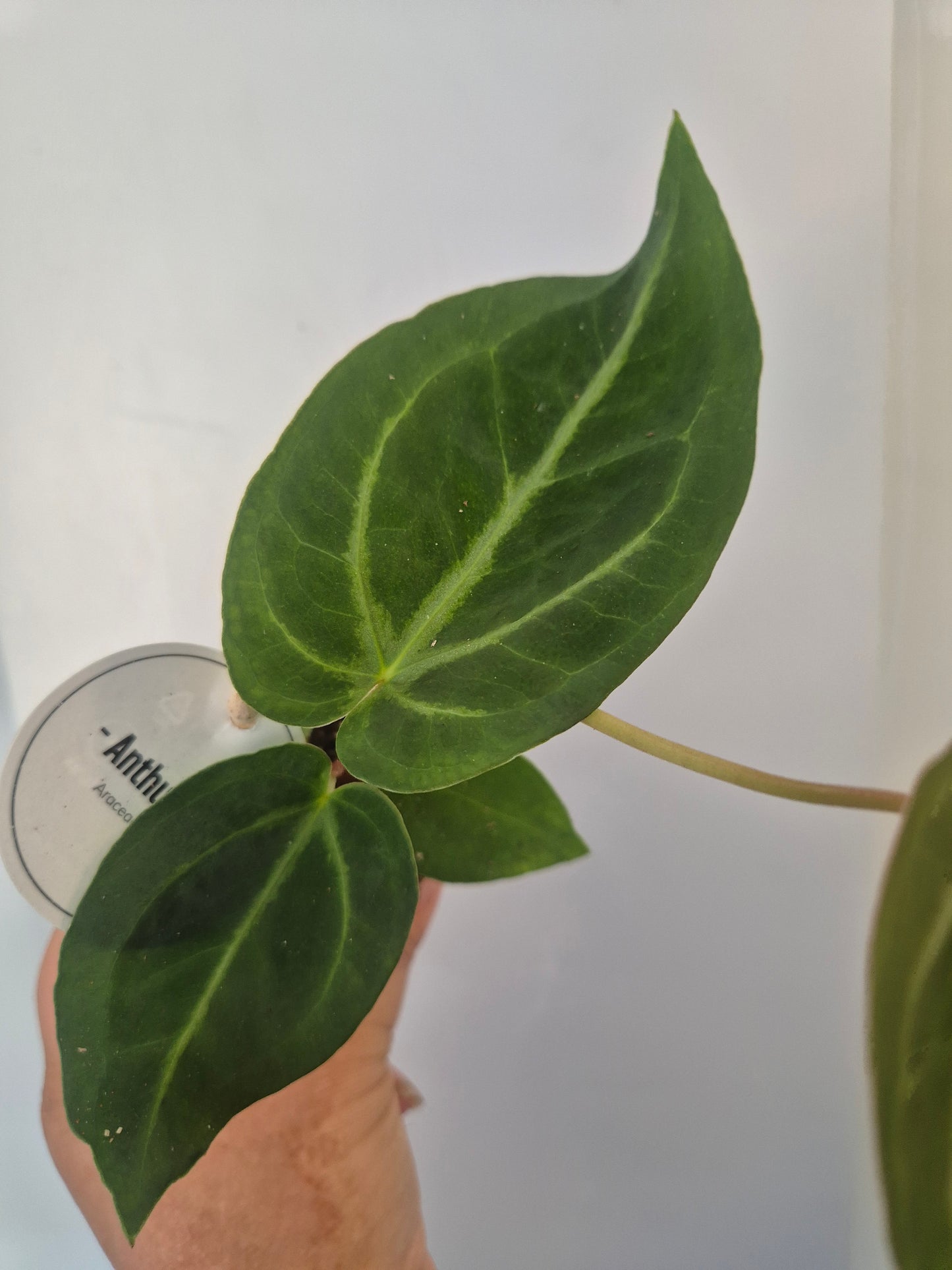 Anthurium Crystallinum | Rare Aroid Baby Plant | 6cm pot