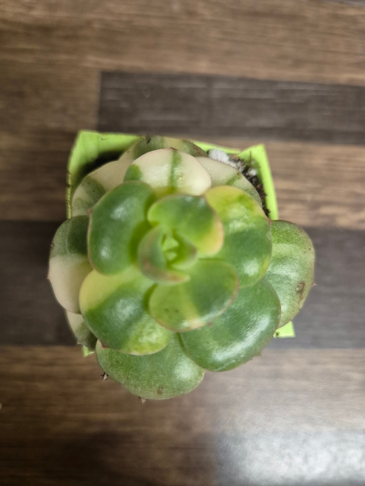 Echeveria Nicksana Variegated | Beautiful Collectors Succulent Rooted Plant