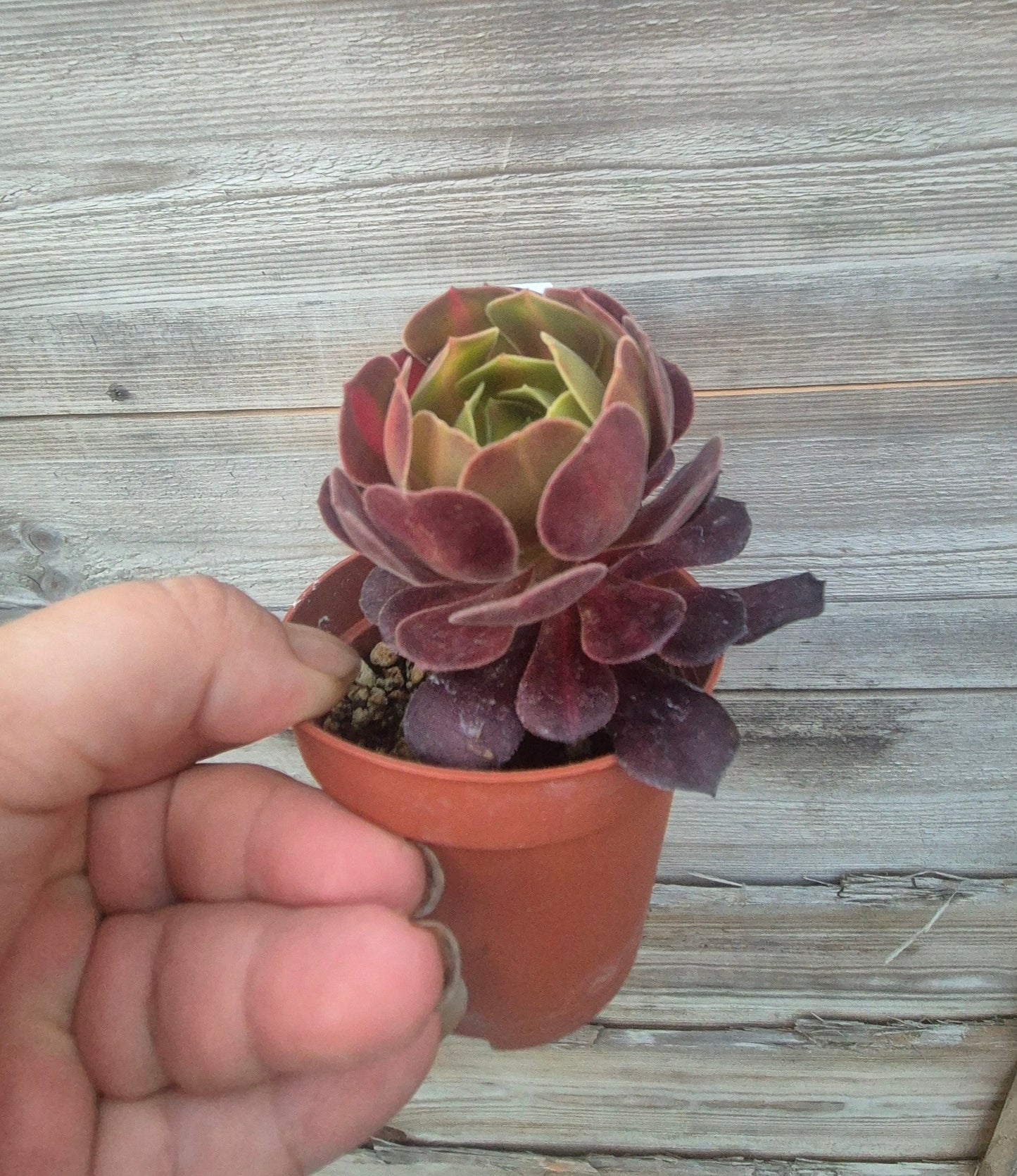 Aeonium klimanjero