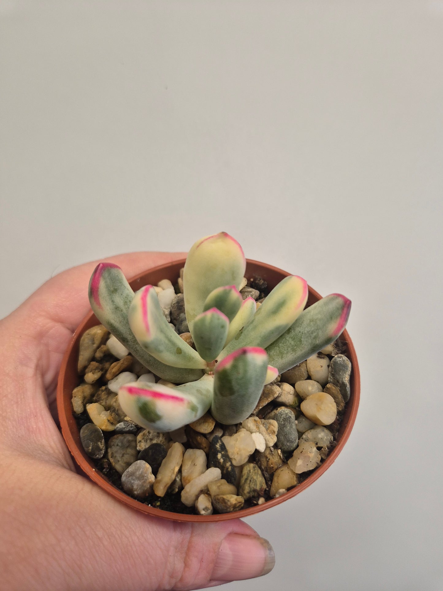 Cotyledon Orbiculata Variegated aka Cotyledon Flanaganii variegated 9cm Pot