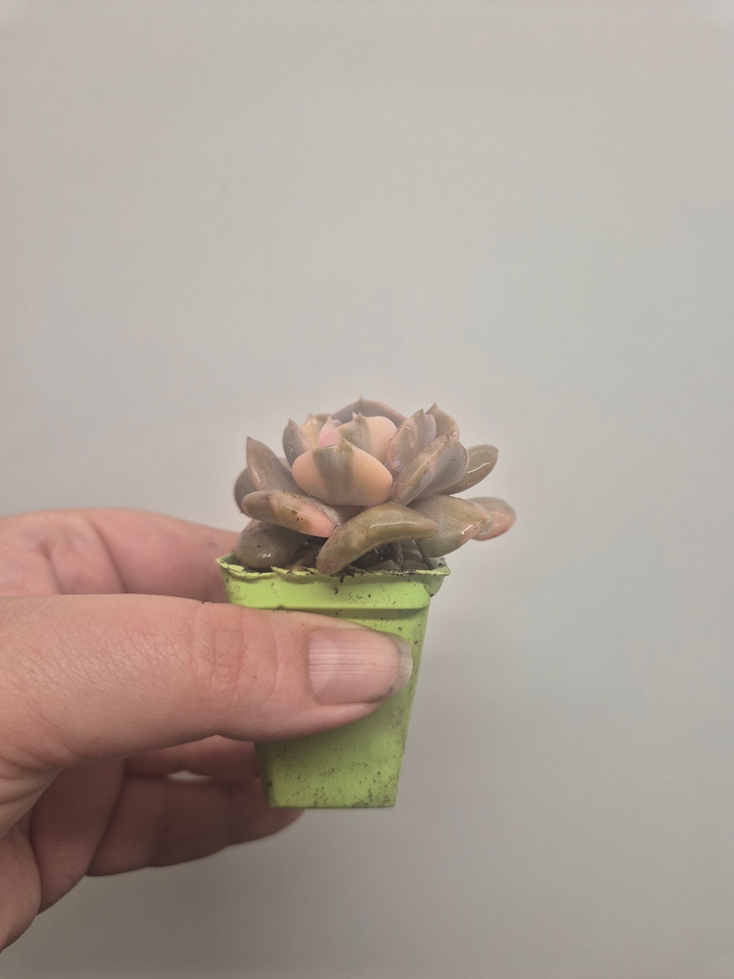 Echeveria Cubic Frost Variegated | Beautiful Collectors Succulent Rooted Plant