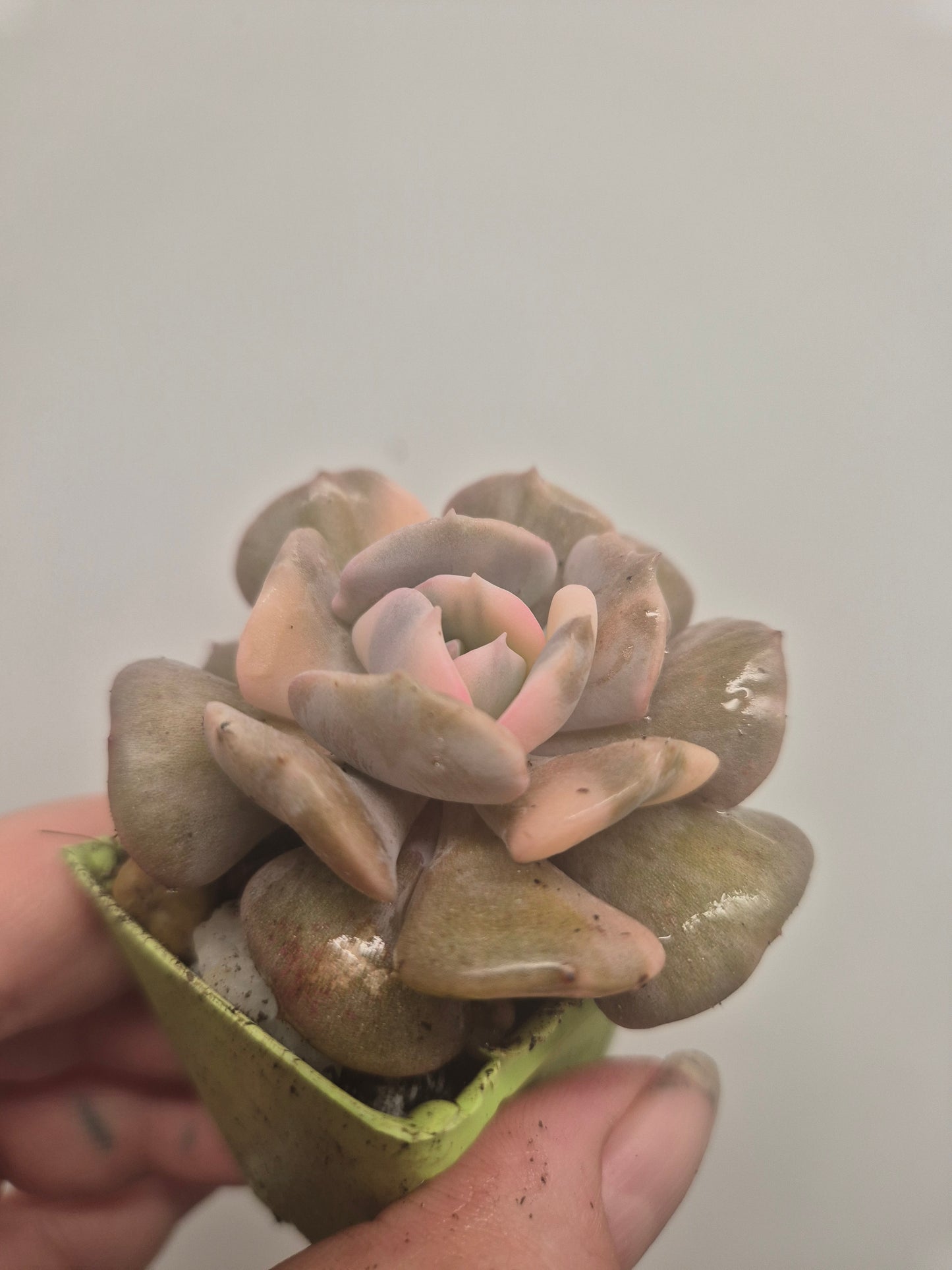 Echeveria Cubic Frost Variegated | Beautiful Collectors Succulent Rooted Plant
