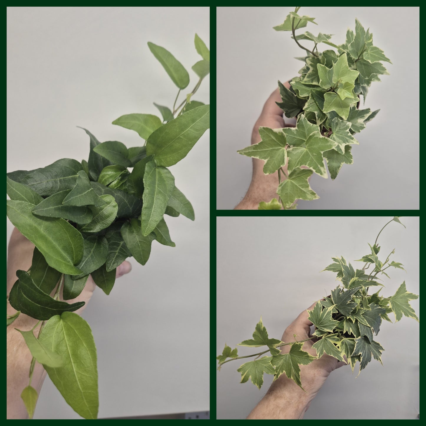 3x English Ivy Bundle | 9cm Pots | yellow ripple | Green Triangular | White Wonder
