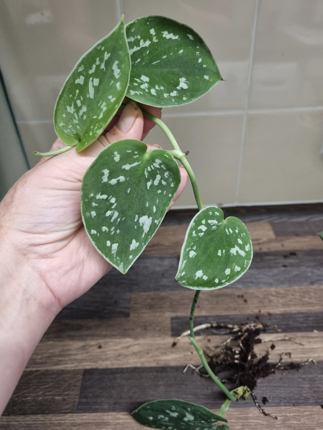 Scindapsus Pictus Argyraeus Silver Satin Pothos Plant Well rooted Cuttings