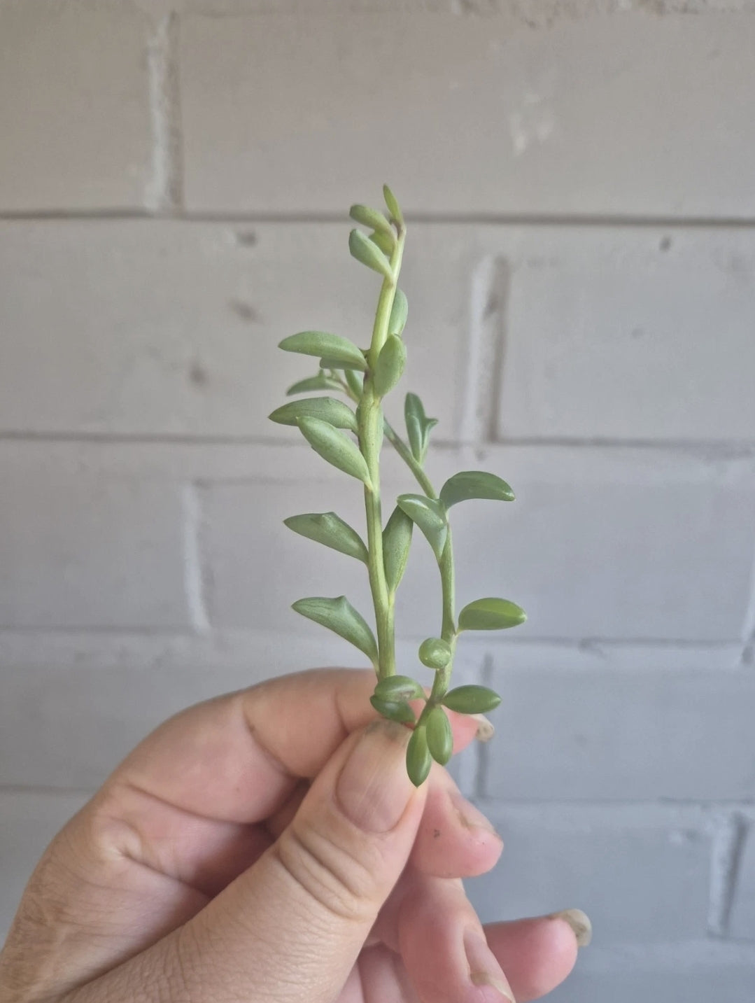2 X Senecio Peregrinus string of Dolphins approx 5-7cm unrooted cuttings