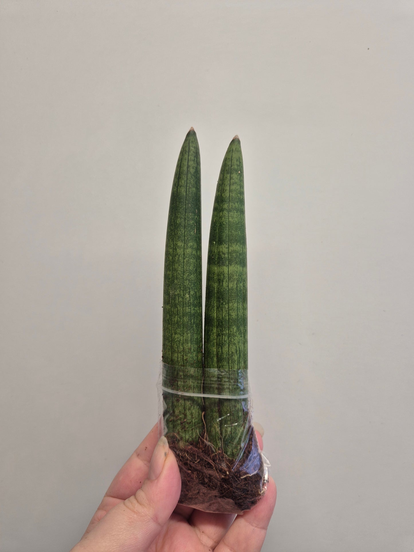 2xSansevieria cylindrica | Spear Sansevieria | Cylindrical Snake Plant Indoor