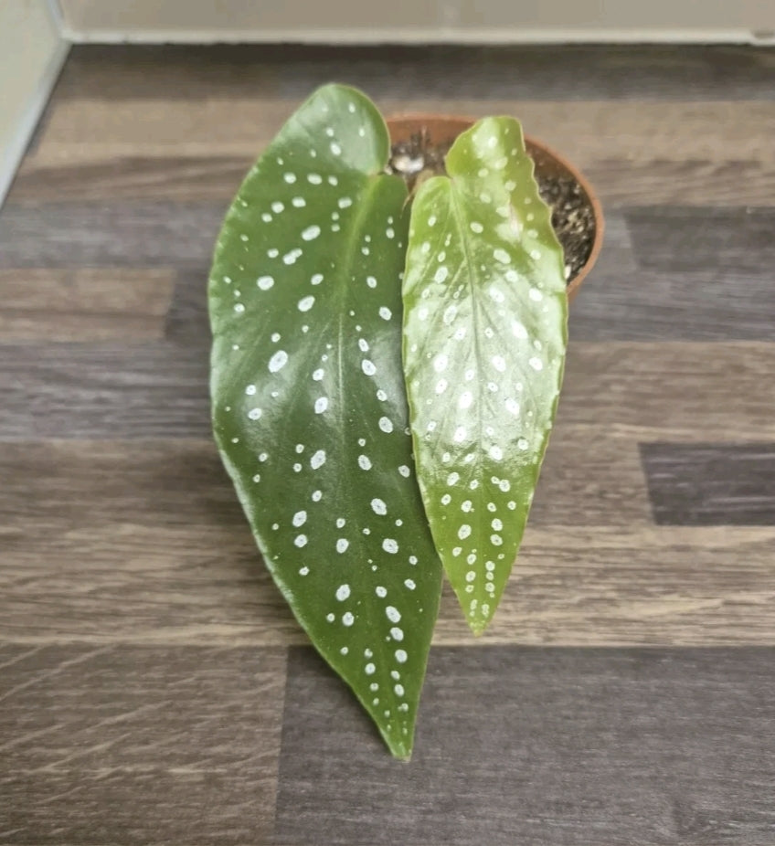 Begonia Albopicta Tamaya Begonia Well Rooted cutting Rare House plant Cutting