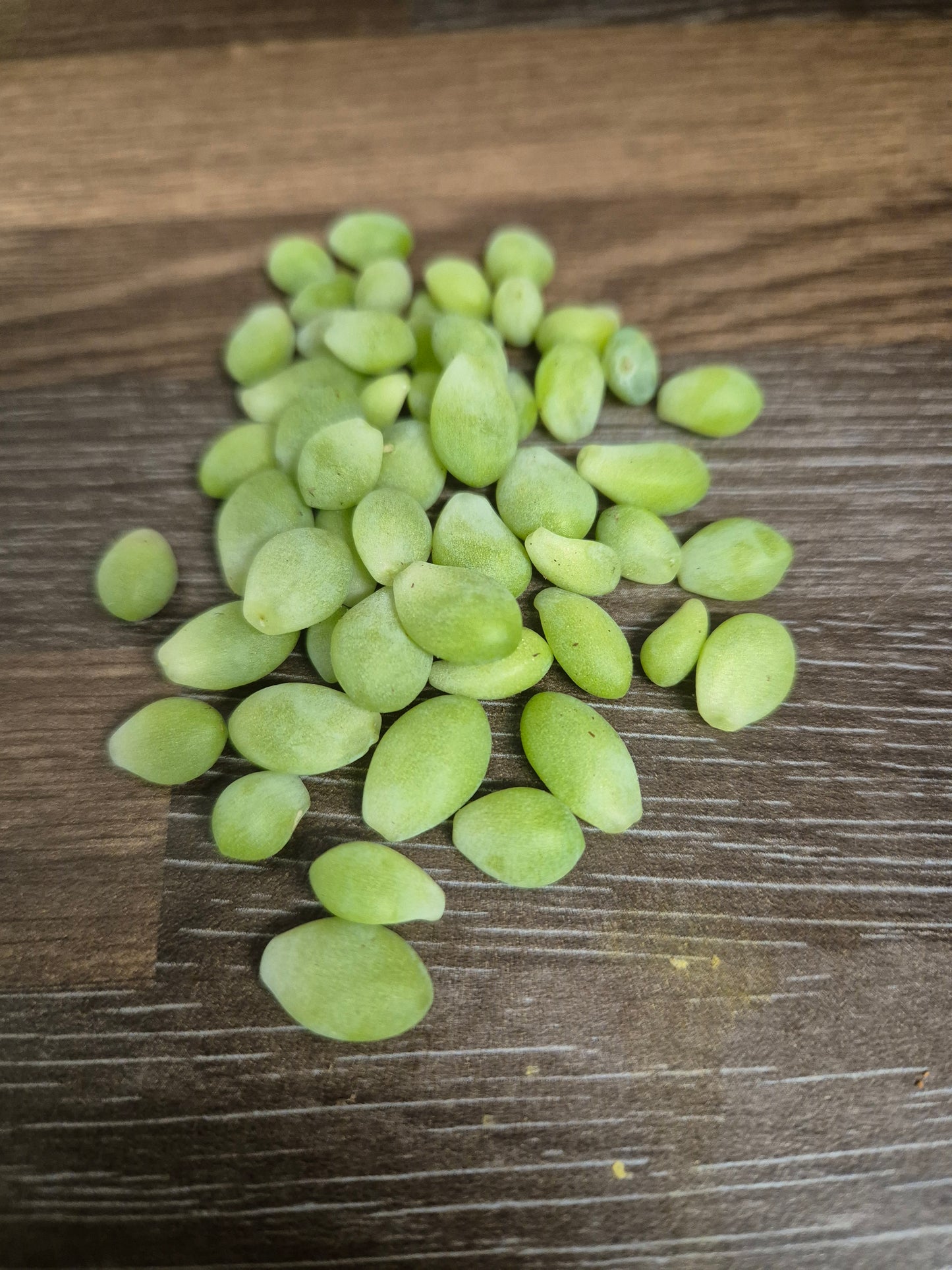 Sedum morganianum Burrito 'Burrows tail trailing succulent' 50x leaves