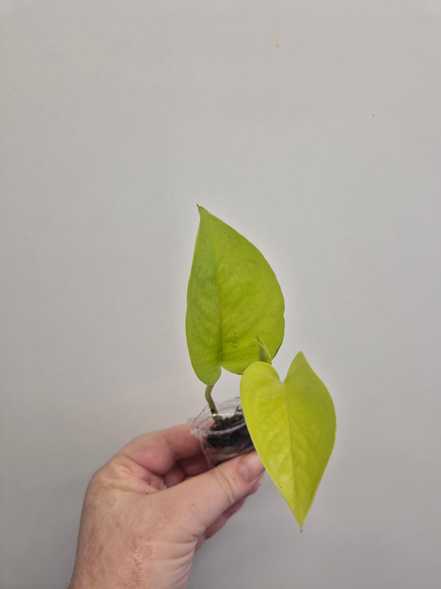Epipremnum Aureum Neon Pothos 1x well rooted cutting 2-3 leaf cuttings