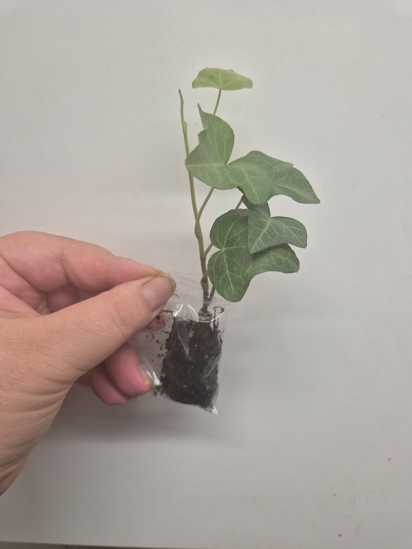 3x English Ivy Bundle | Plug Plant | White Wonder | Triangular | Goldchild ivy
