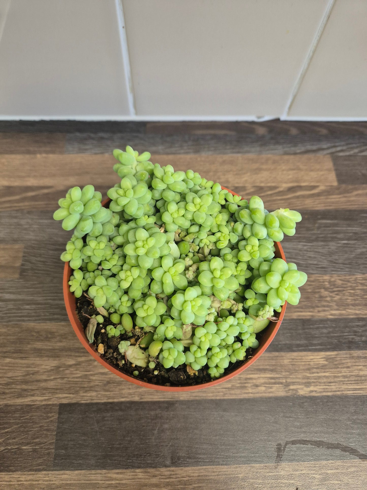 Burrows Tail Sedum morganianum Burrito Trailing Succulent | 12 cm pot