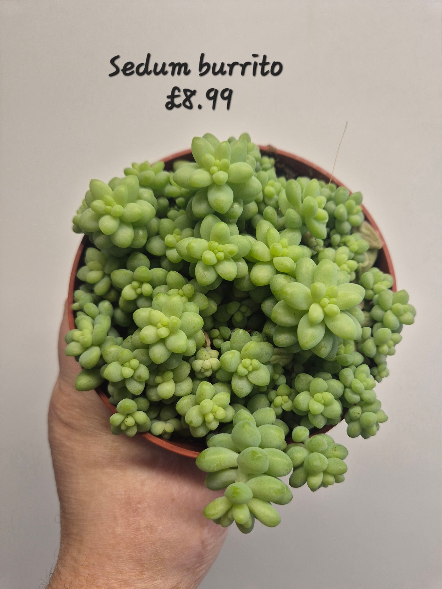 Burrows Tail Sedum morganianum Burrito Trailing Succulent | 12 cm pot