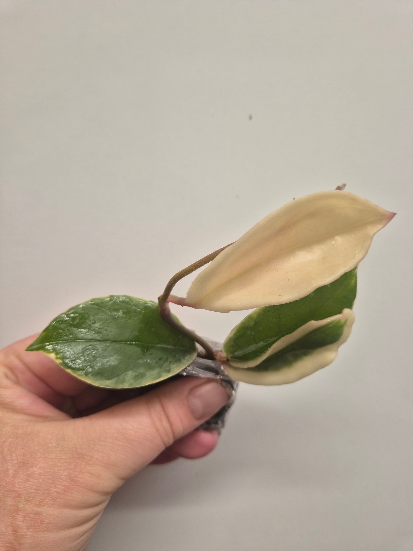 Hoya Bundle Of 6 | Tricolor | Flamingo | Wayetti | Krimson Queen | Pubicalyx