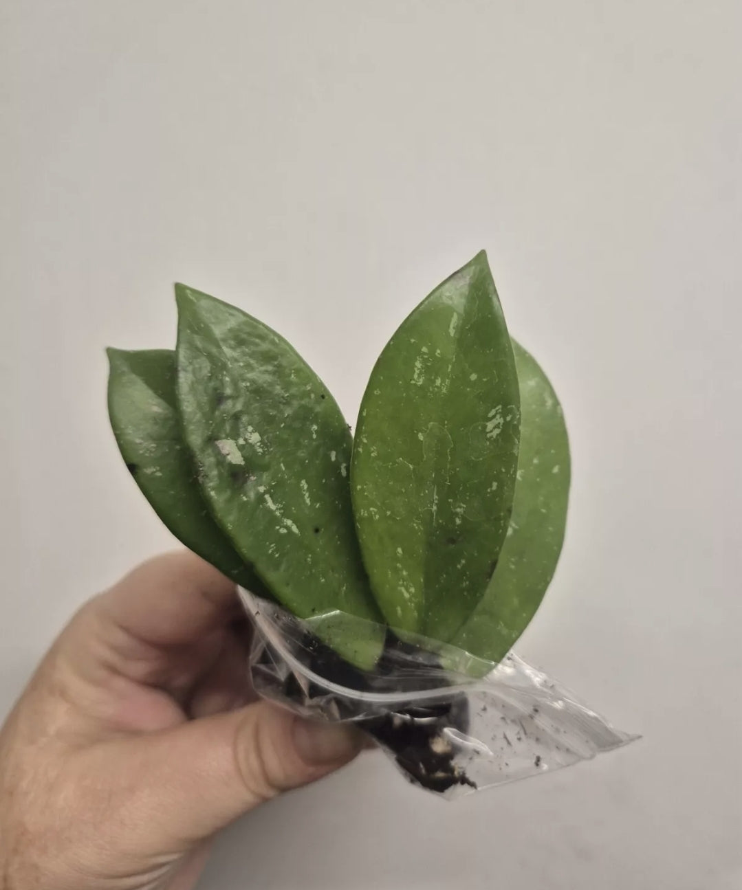 Hoya Bundle Of 6 | Tricolor | Flamingo | Wayetti | Krimson Queen | Pubicalyx