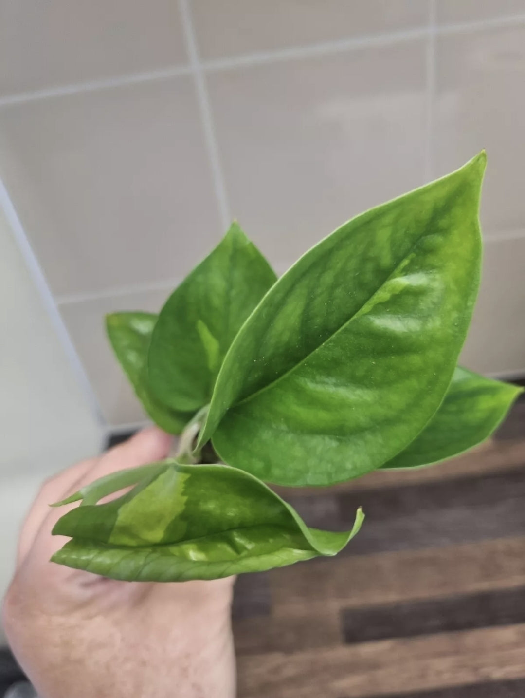 RARE Epipremnum Aureum Global Green Pothos well rooted 4-5 leaves House plant