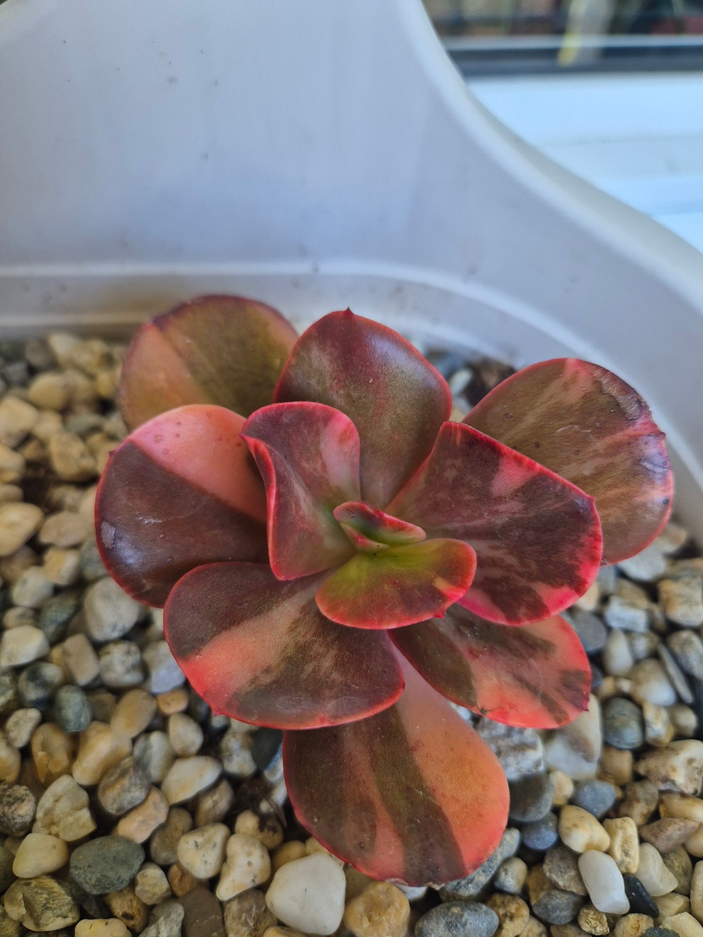 Echeveria Primadonna variegated | Double Headed | Rare collectors Succulent