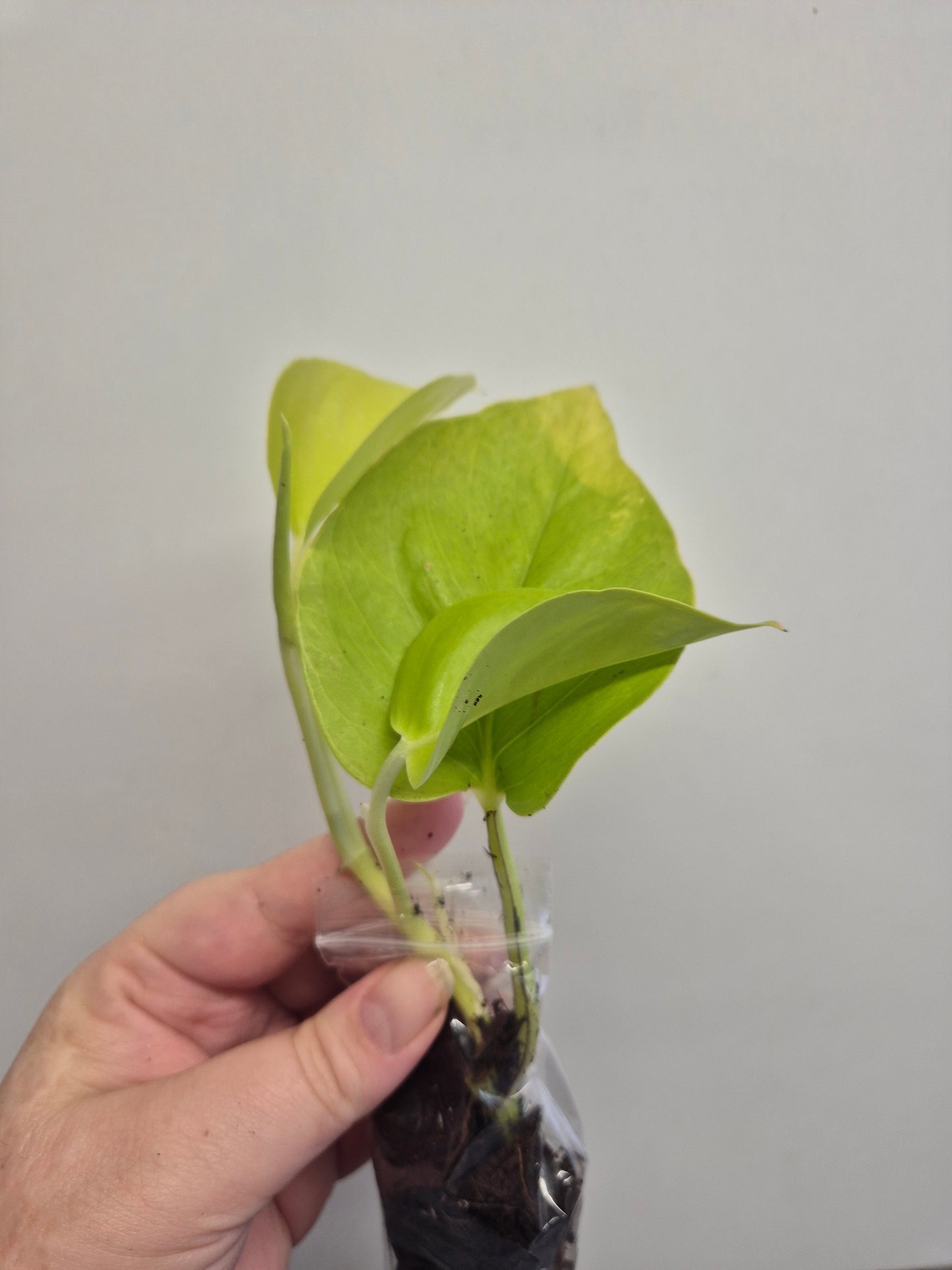 Epipremnum Aureum Neon Pothos 1x well rooted cutting 2-3 leaf cuttings