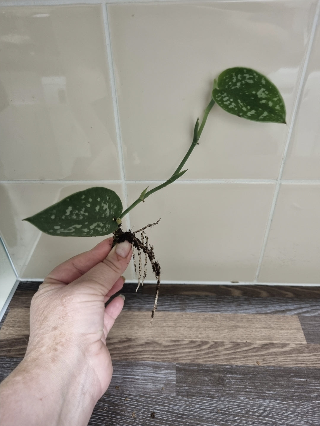 Scindapsus Pictus Argyraeus Silver Satin Pothos Plant Well rooted Cuttings