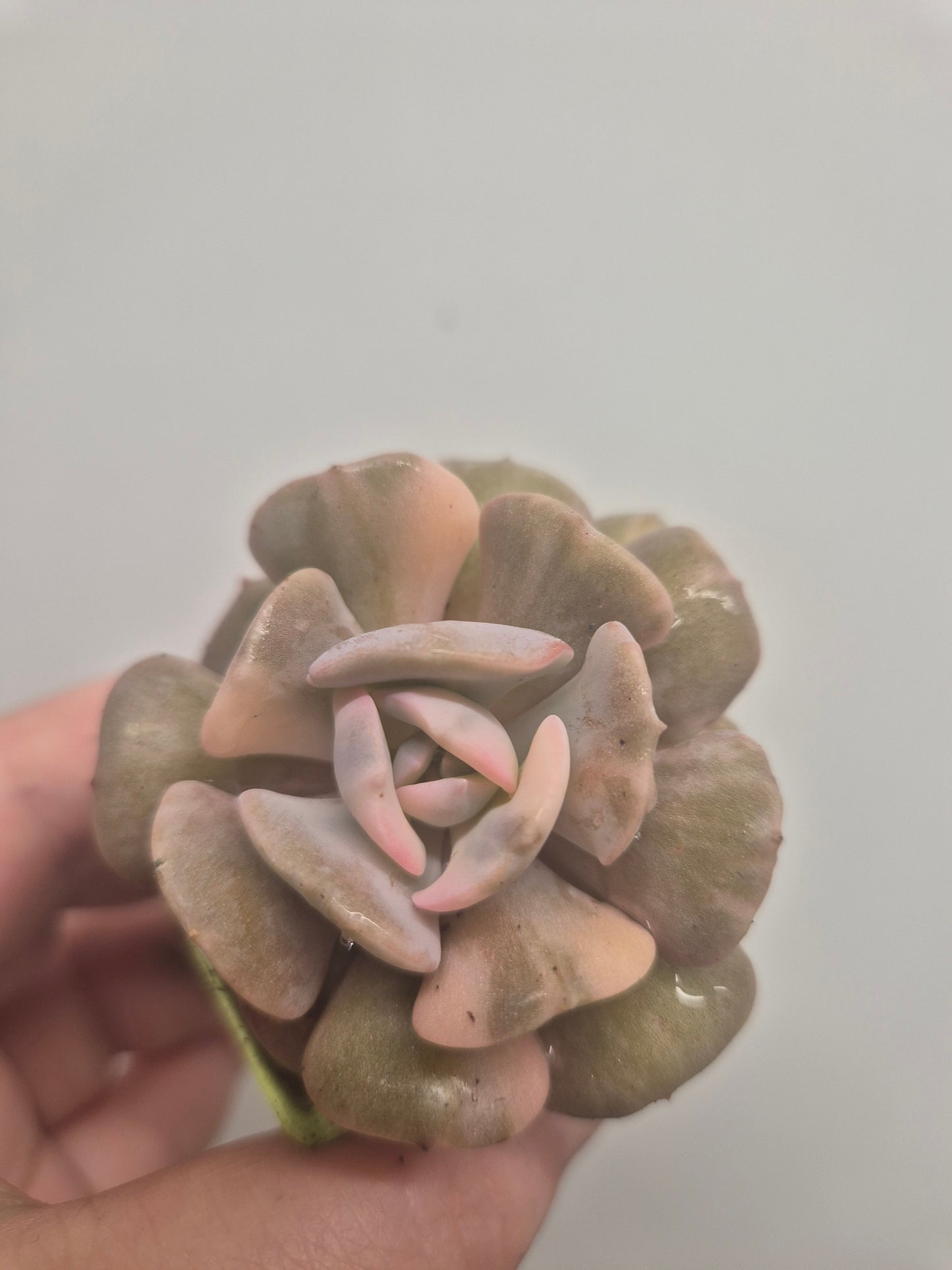 Echeveria Cubic Frost Variegated | Beautiful Collectors Succulent Rooted Plant