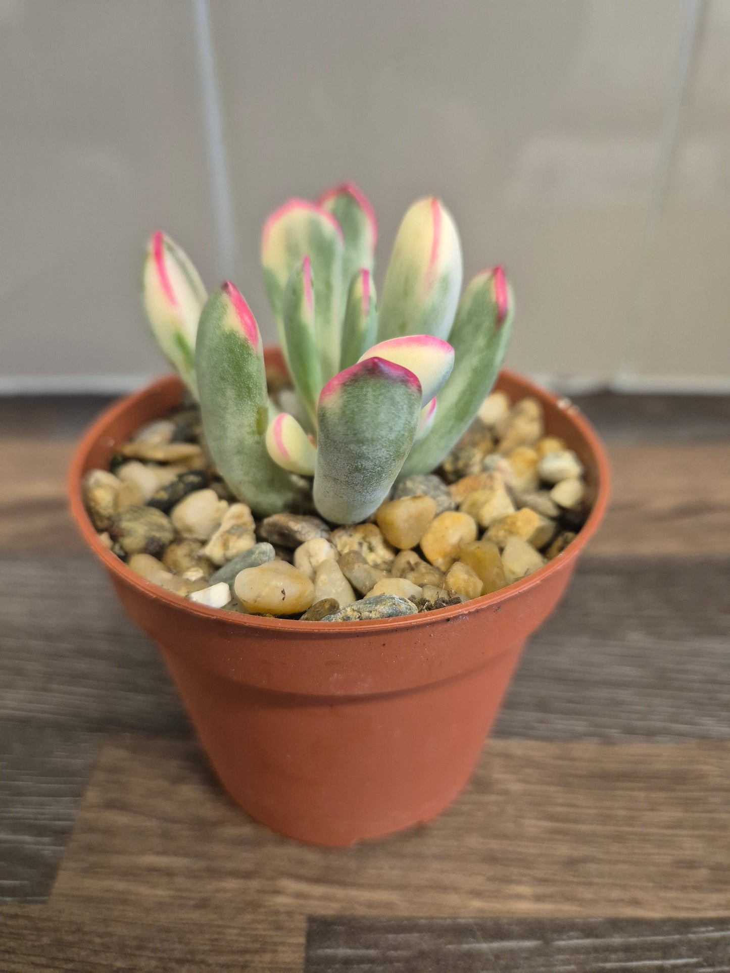 Cotyledon Orbiculata Variegated aka Cotyledon Flanaganii variegated 9cm Pot