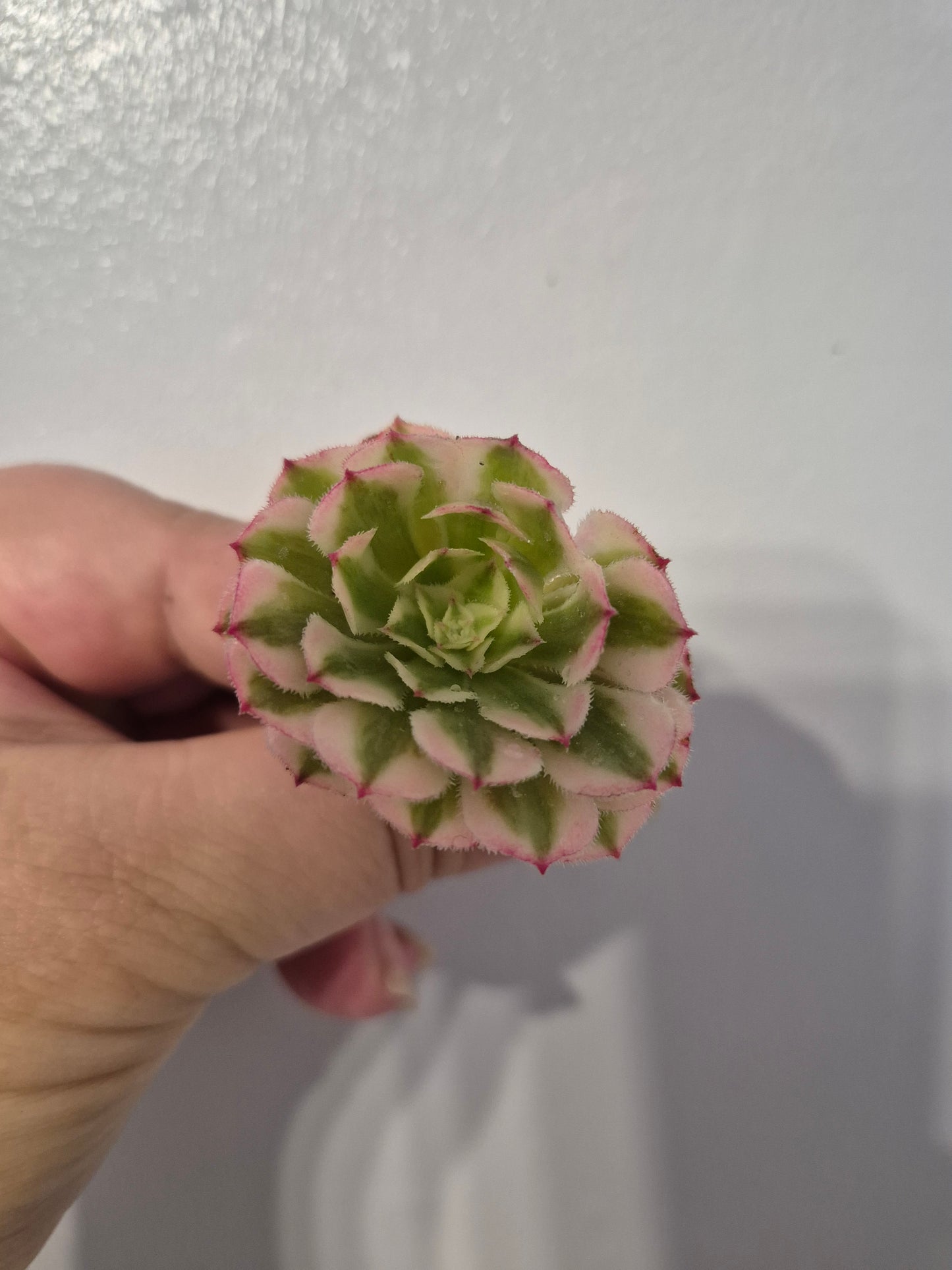 Aeonium Bundle Of 4 Unrooted | Super Bang | Mona Lisa| White Garnet | Mardi Gras