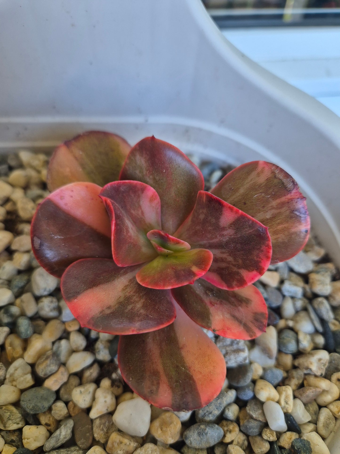 Echeveria Primadonna variegated | Double Headed | Rare collectors Succulent
