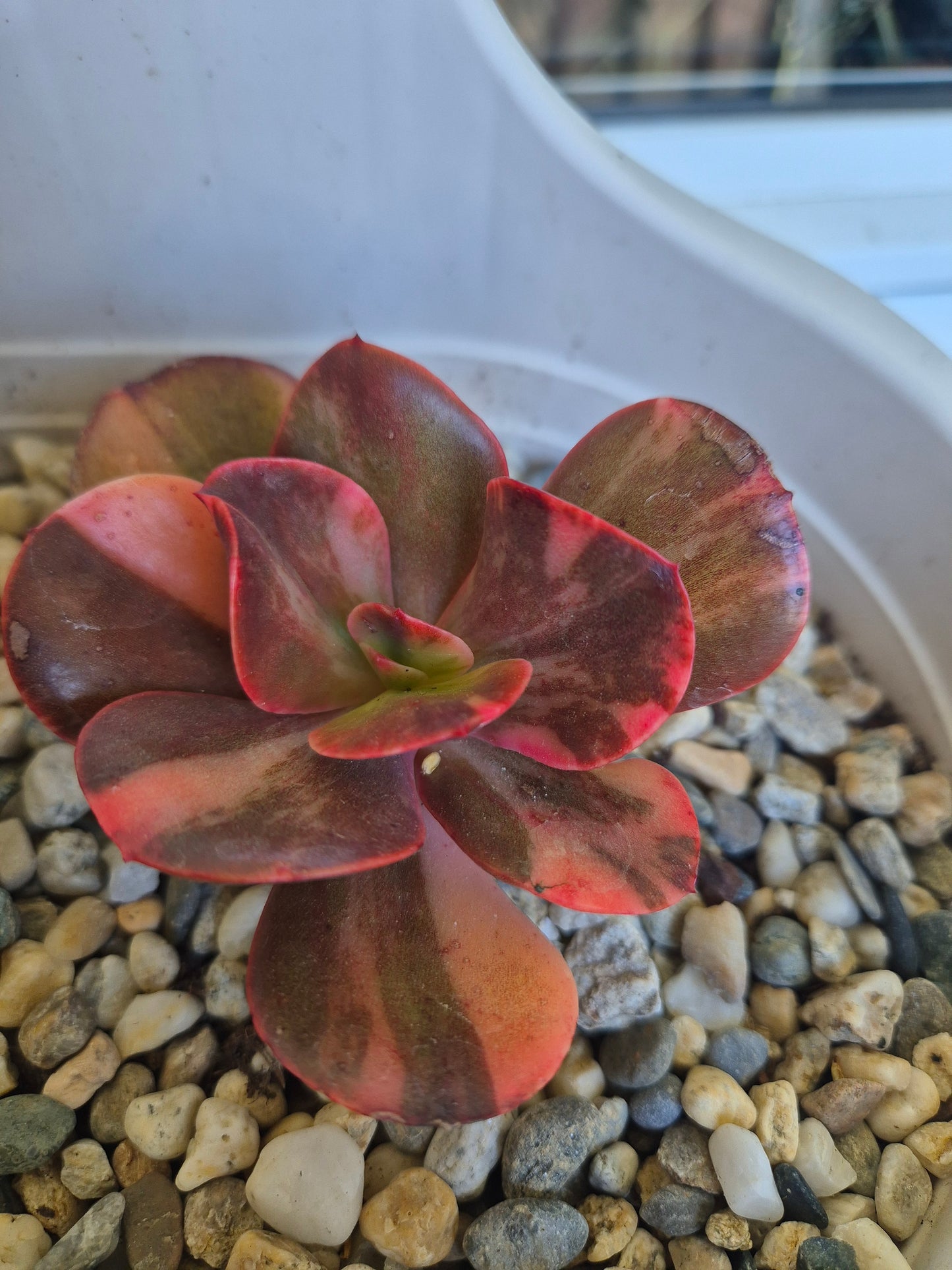 Echeveria Primadonna variegated | Double Headed | Rare collectors Succulent