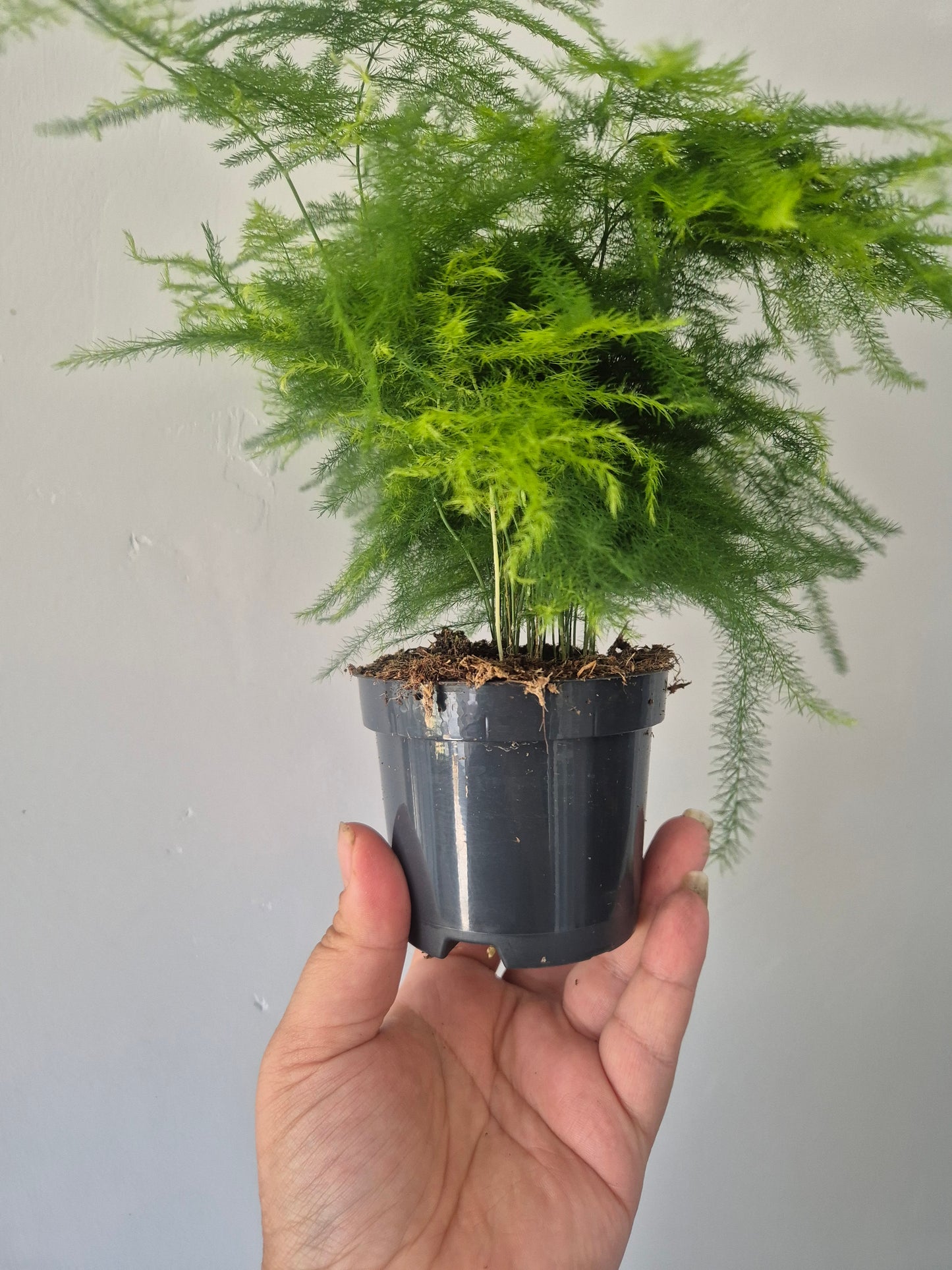 Asparagus Fern Plant Asparagus Plumosus Indoor House Plant in a 9cm pot