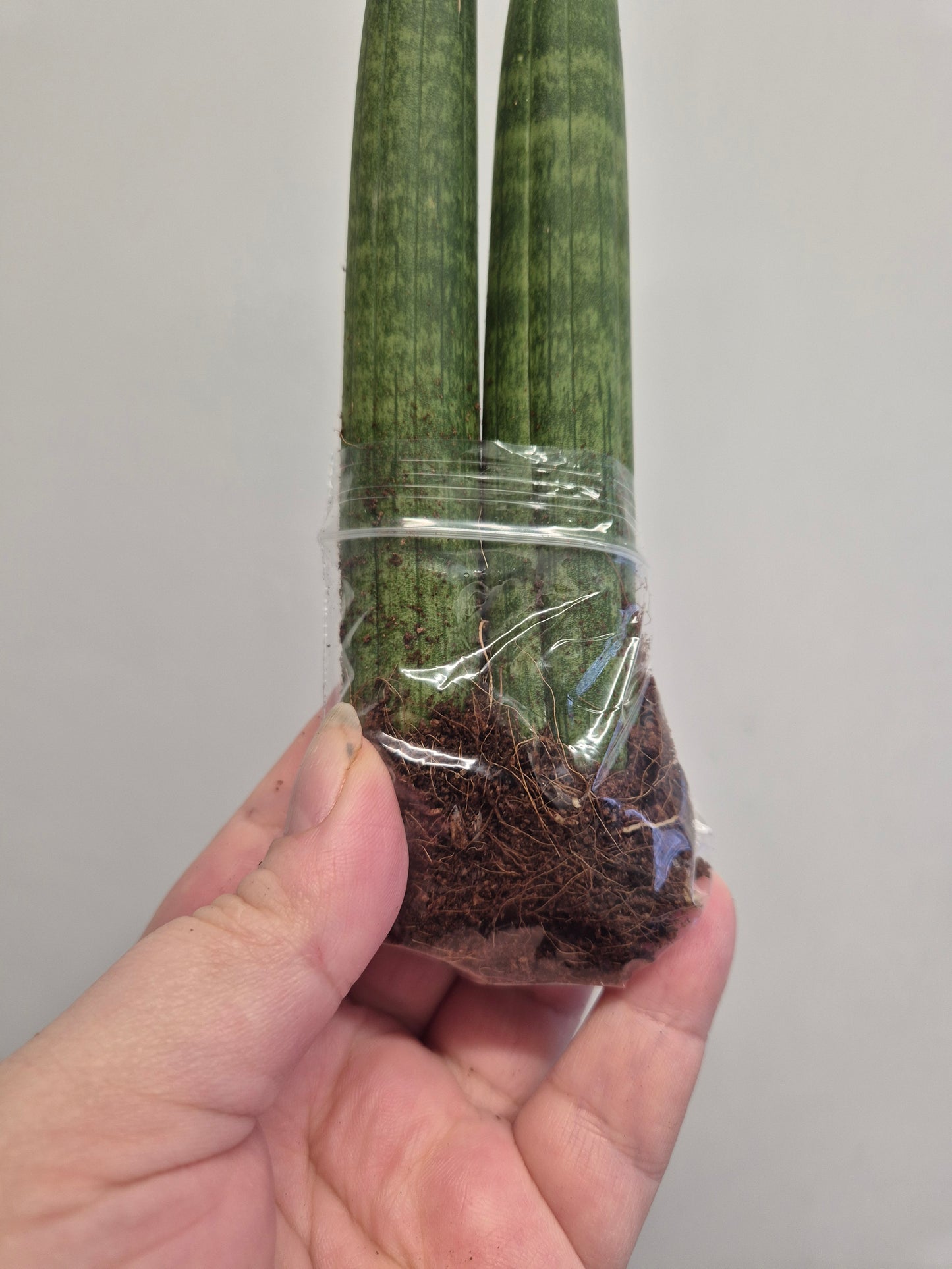 2xSansevieria cylindrica | Spear Sansevieria | Cylindrical Snake Plant Indoor