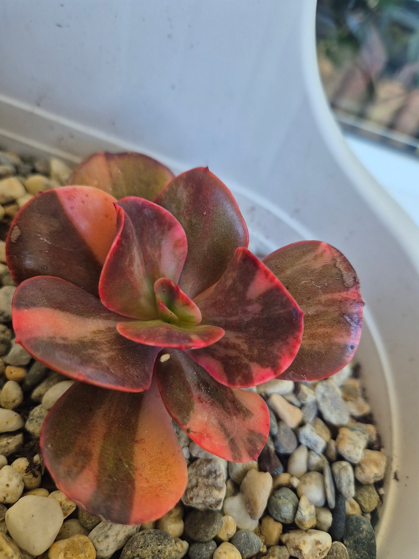 Echeveria Primadonna variegated | Double Headed | Rare collectors Succulent