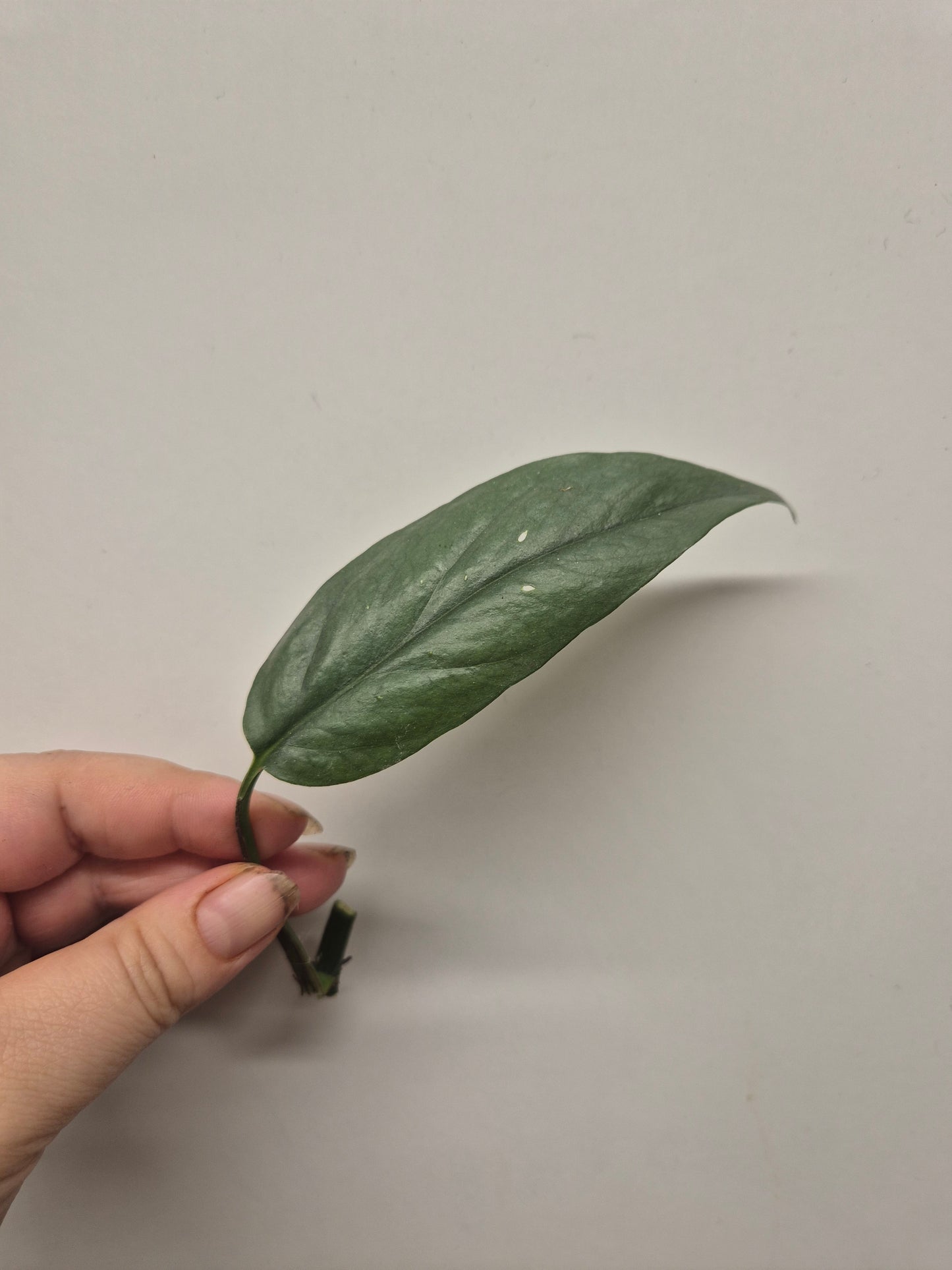 6x Pothos / Philodendron Cutting Bundle