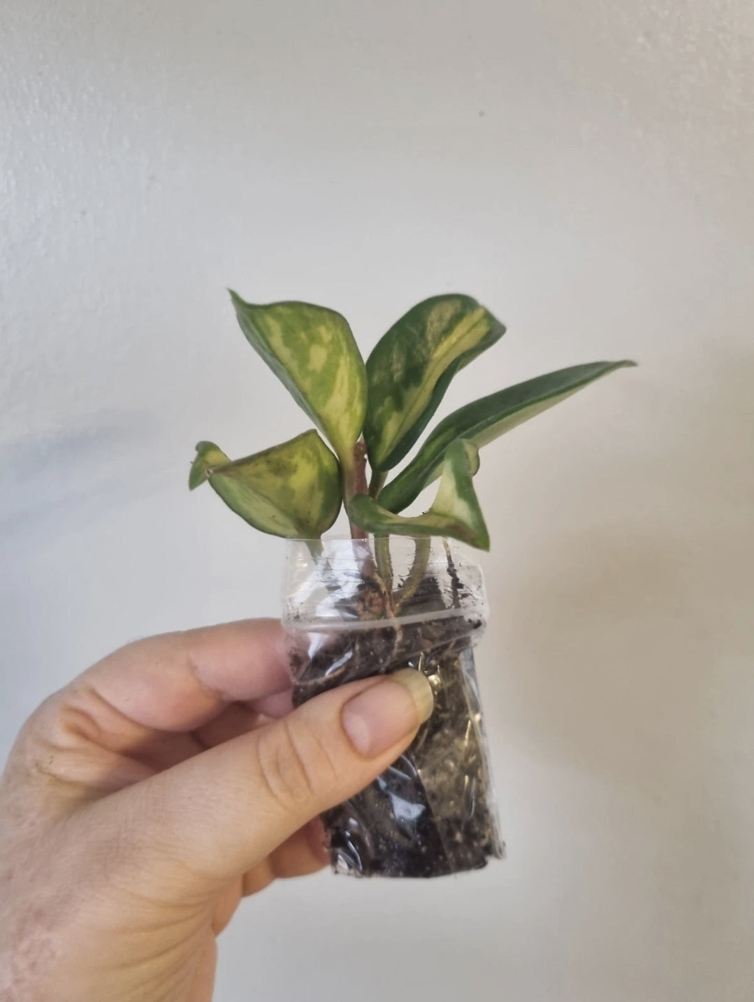 Hoya Carnosa tricolor small Well Rooted Plant Rare wax plant cutting