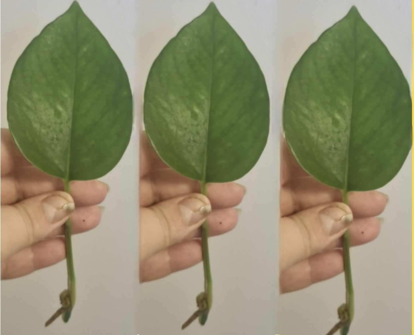 3x Epipremnum Golden Pothos | Unrooted Cuttings | Devils Ivy | Bundle Of 3