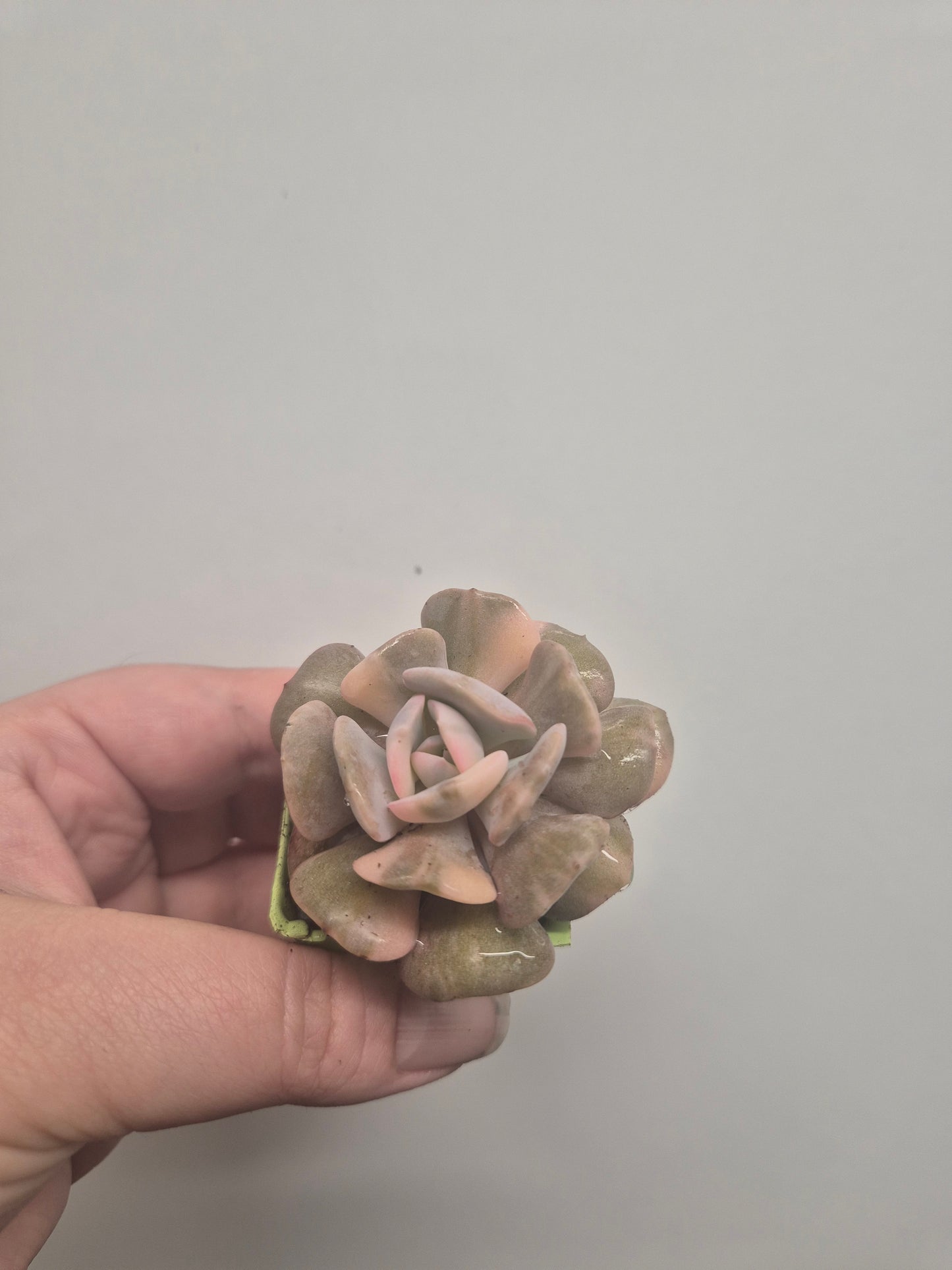 Echeveria Cubic Frost Variegated | Beautiful Collectors Succulent Rooted Plant