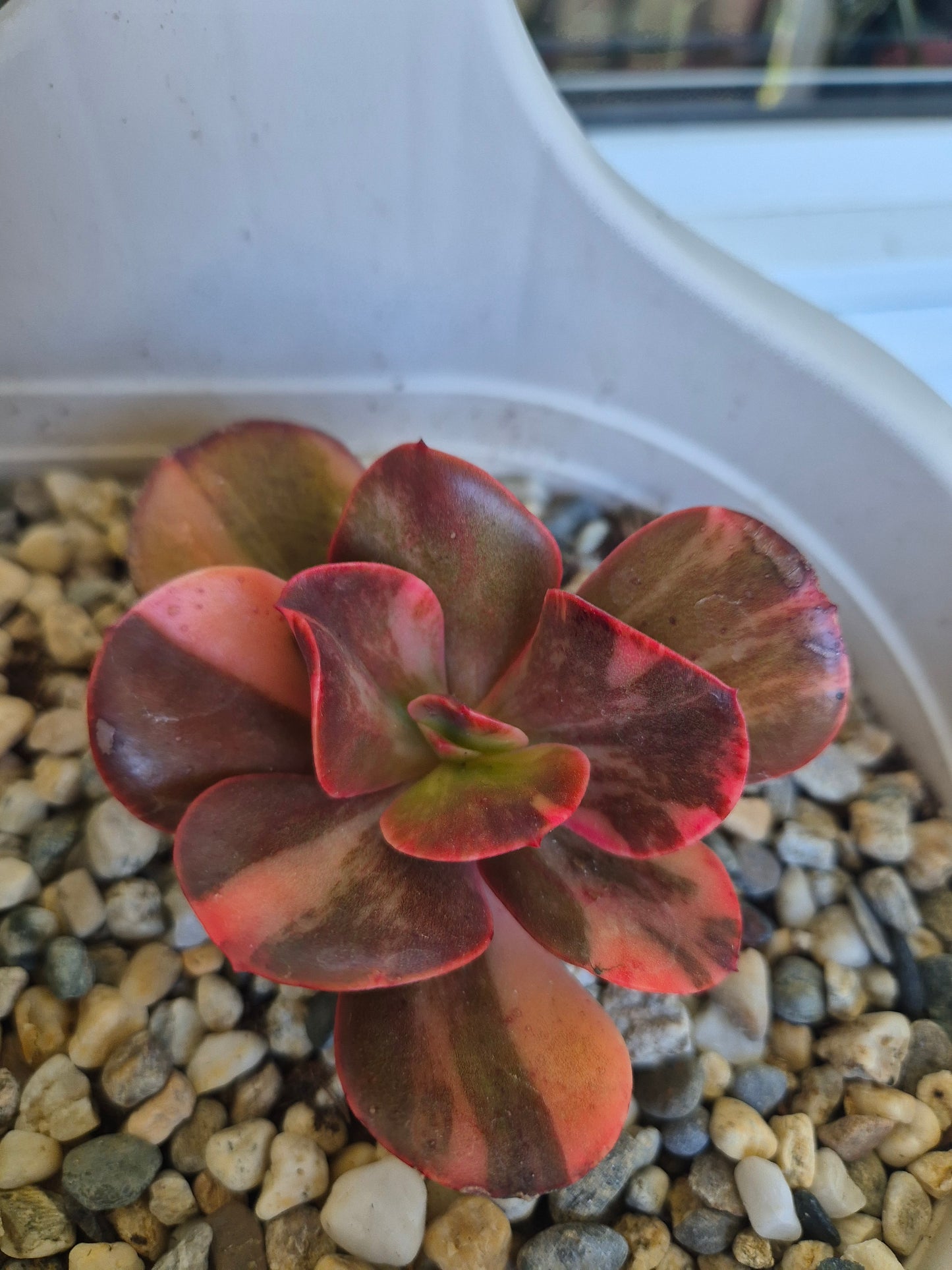 Echeveria Primadonna variegated | Double Headed | Rare collectors Succulent