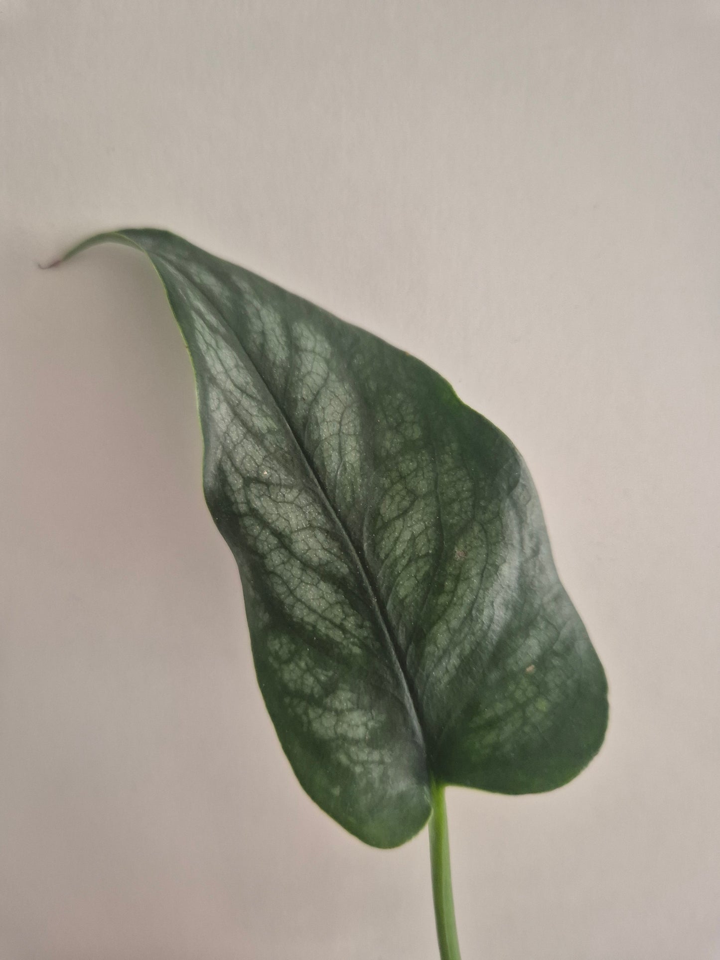 Monstera Siltepecana | Silver Fox Trailing House Plant | Rooted 1 Leaf Cutting