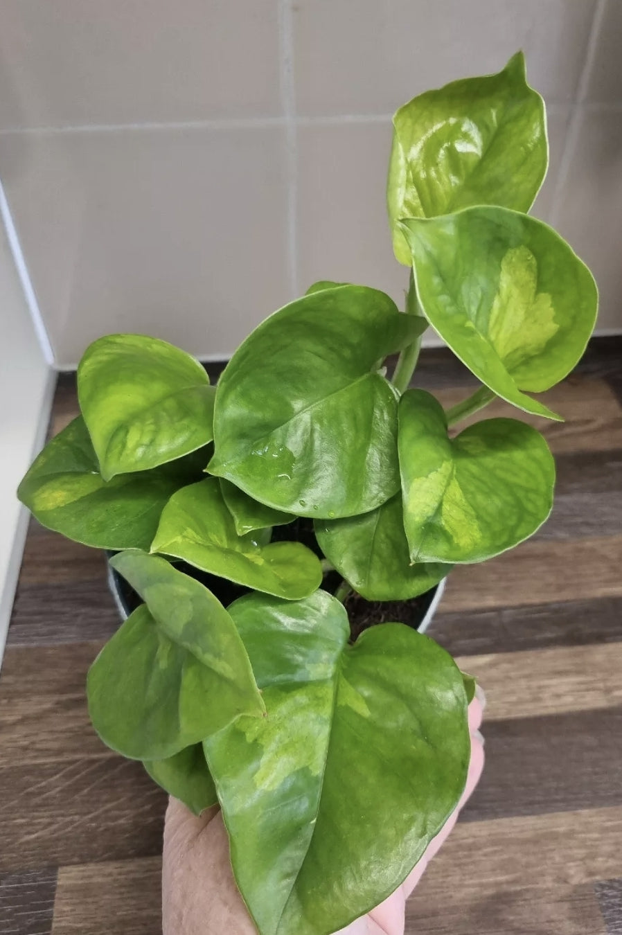 RARE Epipremnum Aureum Global Green Pothos House plant In 12cm Hanging Pot