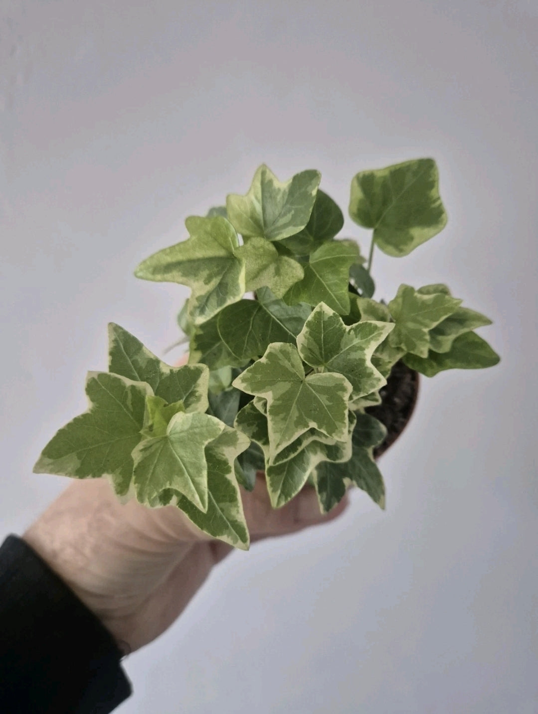 3x English Ivy Bundle | 9cm Pots | Golden child | Green Triangular | White Wonder