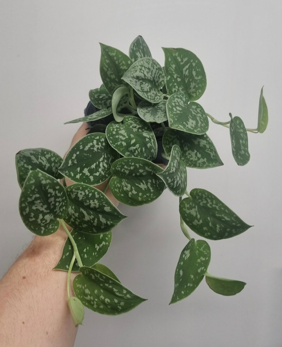 Scindapsus pictus Argyraeus | 12cm Pot | Satin Pothos Indoor Plant