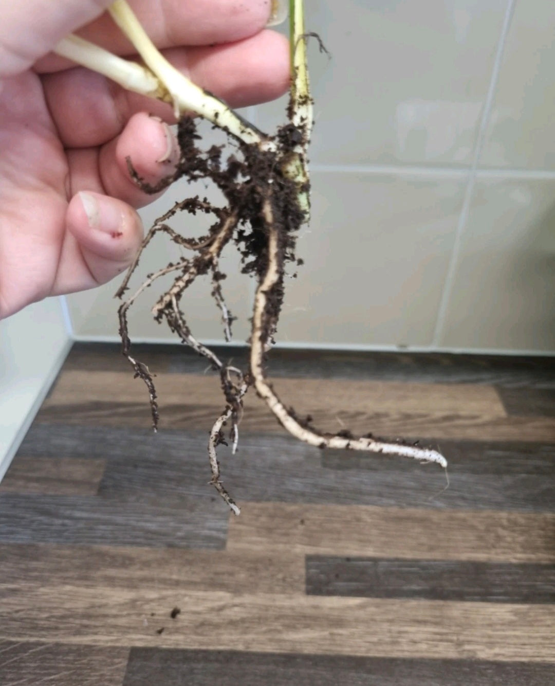 Epipremnum Manjula Pothos | 4-5 Leaves Well Rooted Happy Leaf Pothos Variegated