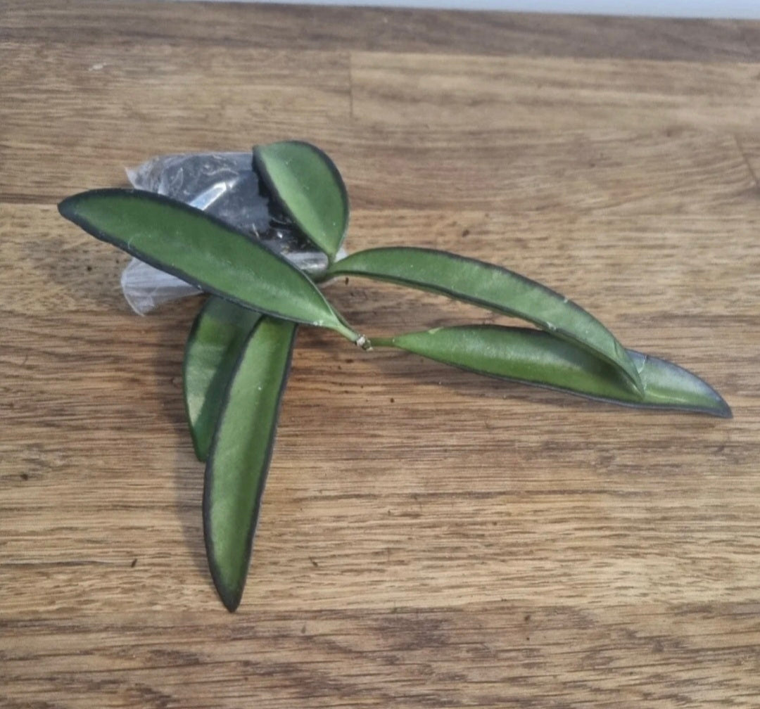 Hoya Bundle Of 6 | Tricolor | Flamingo | Wayetti | Krimson Queen | Pubicalyx