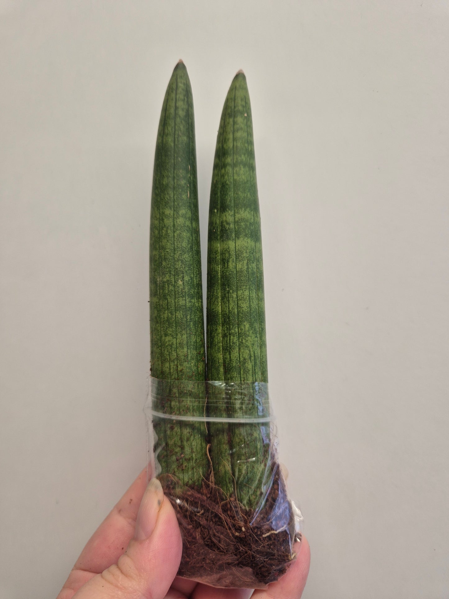 2xSansevieria cylindrica | Spear Sansevieria | Cylindrical Snake Plant Indoor